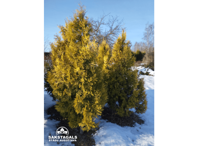 Thuja occidentalis   'Yellow Ribbon'